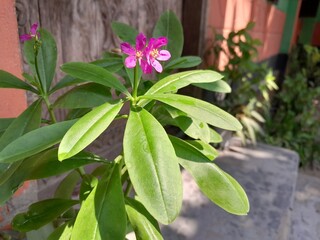 Waterleaf houseplant's pink flowers and leaves. Surinam spinach plant's blossom. Talinum Paniculatum flowers.
