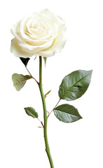 Obraz premium PNG A fresh white rose flower background leaves stem.