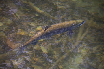 A sockeye salmon swims up the Cedar River before spawning in autumn
