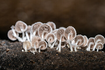 Coprinellus disseminatus,  Coprinus disseminatus，fairy inkcap, fairy bonnet, or trooping crumble cap, agaric fungus in the family Psathyrellaceae. Makiki Valley Loop Trail, Honolulu, Oahu, Hawaii
