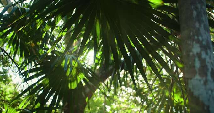 Sunlight filters through tropical fan palm leaves in a dense jungle setting