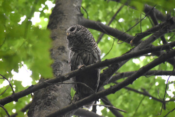 La Plaine 24 Juin 2025