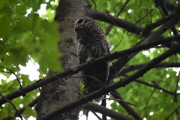 La Plaine 24 Juin 2025