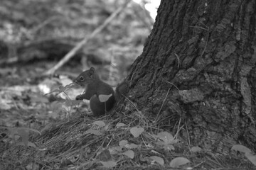 La Plaine 24 Juin 2025