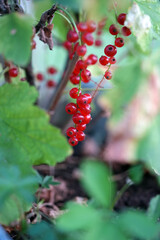 red currant bush