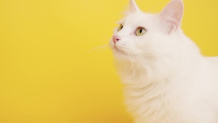 White turkish angora cat licking nose on yellow background