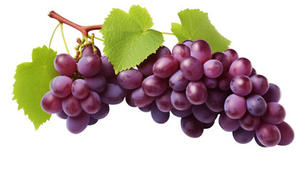 Fototapeta premium Grapes - Lush purple grape clusters hanging naturally from the vine on transparent background