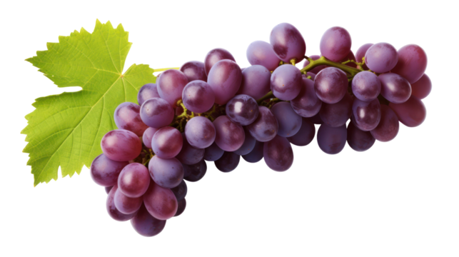  Grapes - Lush purple grape clusters hanging naturally from the vine on transparent background