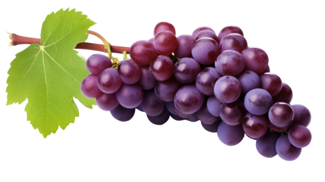  Grapes - Lush purple grape clusters hanging naturally from the vine on transparent background