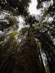 Marymere Falls Trail 
