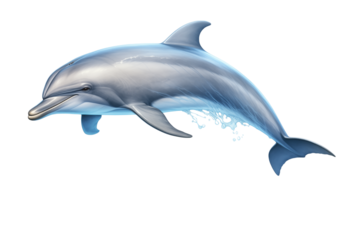 Bottlenose Dolphin: Detailed Illustration of a Marine Mammal in Motion transparent background png