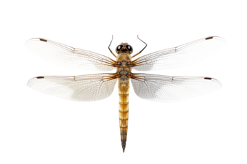 Stunning Dragonfly Photography: Detailed Close-Up of Insect Wings & Body transparent background png