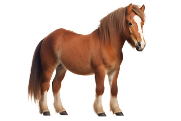 Obraz premium Haflinger Horse: Brown Pony Breed Pictures, Animal Photography transparent background png