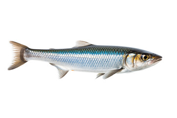 Alewife Fish: Detailed Close-up Photo of a Single Alewife transparent background png