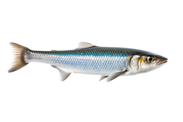 Alewife Fish: Detailed Close-up Photo of a Single Alewife transparent background png
