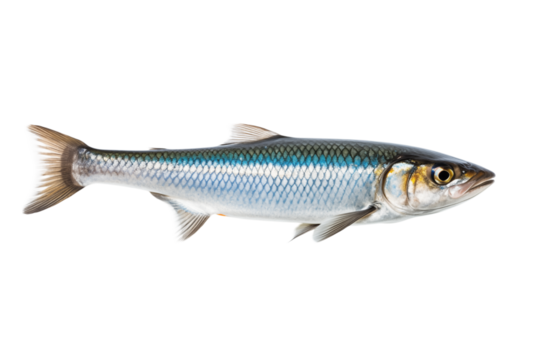 Alewife Fish: Detailed Close-up Photo of a Single Alewife transparent background png - Powered by Adobe