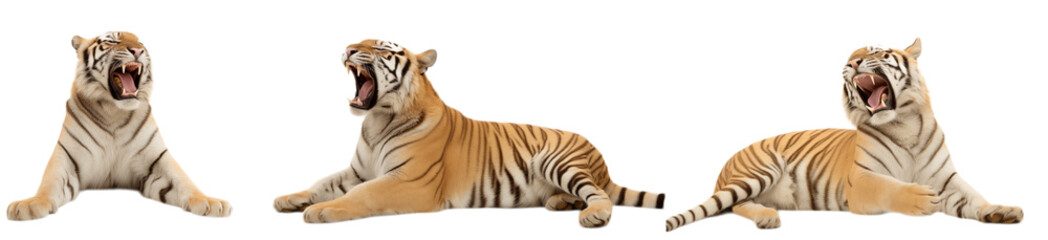 Obraz premium Three Tigers: Yawning Big Cats on White Background transparent background png