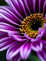 Fototapeta premium Macro shot of white purple african daisy Osteospermum flower