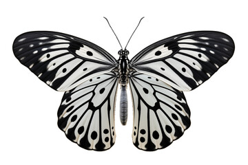 Fototapeta premium Elegant Black and White Butterfly: Detailed Wings, Nature's Masterpiece transparent background png