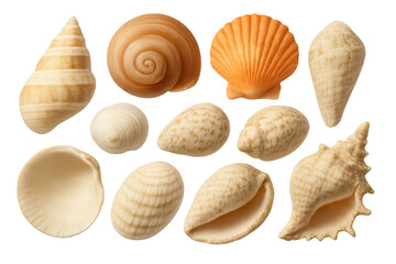 Diverse seashells scattered across transparent backdrop, featuring varying sizes, textures, highlighting marine natural beauty and design potential