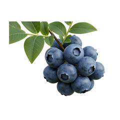 Fresh Blueberries on the Branch Green Leaves Natural Food  Harvest