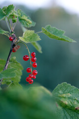 red currant berries