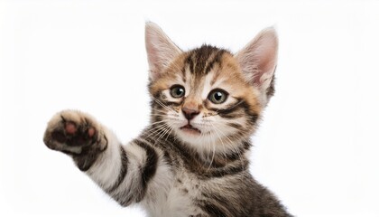 Obraz premium funny kitten playing batting with paw extracted