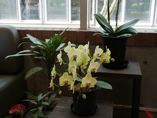 屋内に展示されているコチョウラン