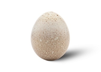 Pheasant Egg Isolated PNG With Shadow on Transparent Background