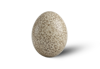 Speckled Egg Isolated PNG With Shadow on Transparent Background