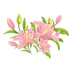 pink lily flowers