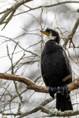 Pied Cormorant (Phalacrocorax varius) standing on a branch
