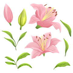 Set of pink lily flowers