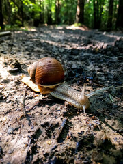 Big brown snail slowly moving along a forest trail surrounded by nature