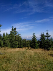 Pine trees growing on top of a mountain against a bright blue sky. Peaceful natural landscape. Vertical photo