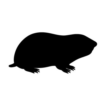 Silhouette of a Spalax Mole Rat in Side Profile