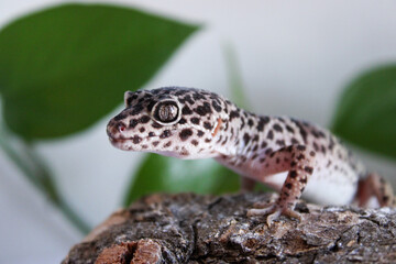 Close-up of a Gecko resting on a log
