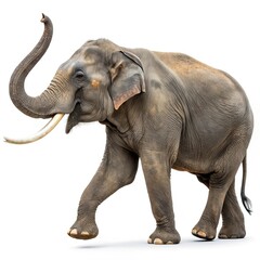 Obraz premium elephant isolated on white