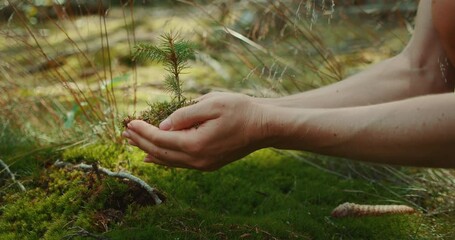 Person kneeling in forest holding a young fir tree with moss and soil for planting - Powered by Adobe