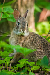Obraz premium Baby Eastern Cottontail rabbit exploring a trail at a nature preserve in New Jersey