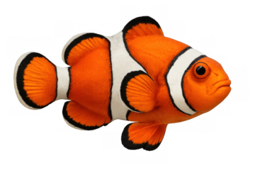 Vibrant orange, white, black ocellaris clownfish swimming near anemone with delicate marine elegance against soft blurred backdrop