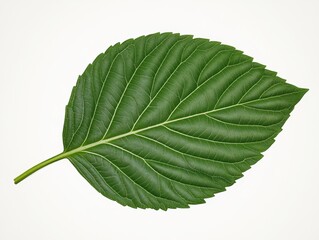 Obraz premium Detailed image of a single green leaf