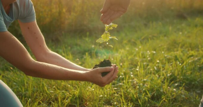 Woman carefully holds a young sapling while water drips onto it during sunset on a grassy field