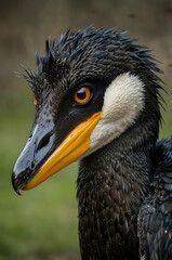 Obraz premium Cormorant Upper Body Shot