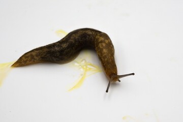 Macro Shot of a Brown Slug Crawling on White Background – Slimy Pest Close-Up