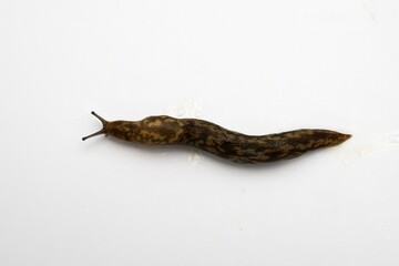 Macro Shot of a Brown Slug Crawling on White Background – Slimy Pest Close-Up