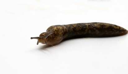 Macro Shot of a Brown Slug Crawling on White Background – Slimy Pest Close-Up
