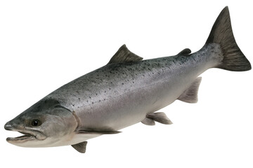 Obraz premium Detailed 3d rendering of coho salmon swimming smoothly, revealing sleek scales and fluid motion against transparent backdrop