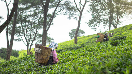 Tea garden workers with baskets harvesting fresh green tea leaves on a scenic hill slope of...