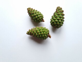Three green cones on a light background. Spruce green young cones